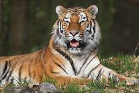 061107_Tierpark_Tiger23.jpg